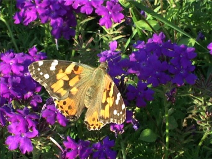 Distelfalter ( Vanessa cardui ) : Moers, in unserem Garten, 03.08.2003